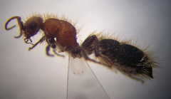 Apterogyna volgensis