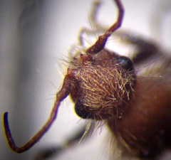 Apterogyna volgensis