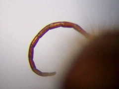 Apterogyna volgensis