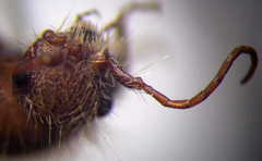 Apterogyna volgensis