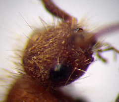 Apterogyna volgensis