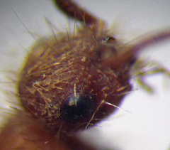 Apterogyna volgensis