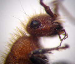 Apterogyna volgensis