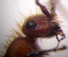 Apterogyna volgensis