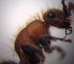 Apterogyna volgensis