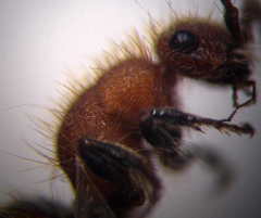 Apterogyna volgensis