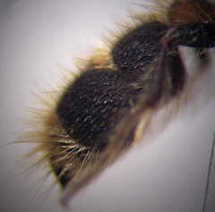 Apterogyna volgensis