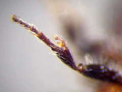 Apterogyna volgensis