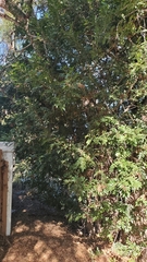 Schinus terebinthifolia