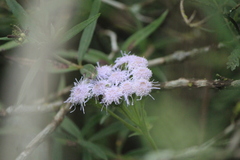 Ageratum corymbosum
