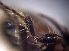 Apterogyna volgensis