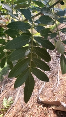 Schinus terebinthifolia