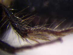 Apterogyna volgensis