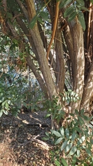 Schinus terebinthifolia