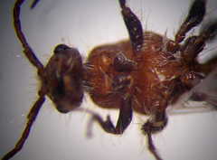 Apterogyna volgensis