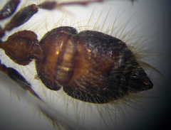 Apterogyna volgensis