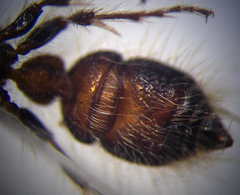 Apterogyna volgensis