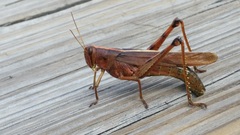 Schistocerca alutacea