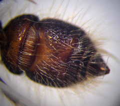 Apterogyna volgensis