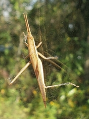 Leptysma marginicollis