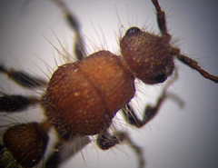 Apterogyna volgensis