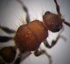 Apterogyna volgensis