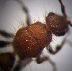 Apterogyna volgensis