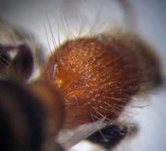 Apterogyna volgensis