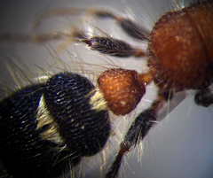 Apterogyna volgensis