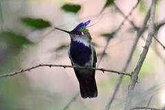 Stephanoxis loddigesii