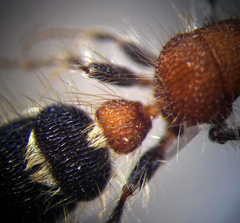 Apterogyna volgensis