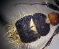 Apterogyna volgensis