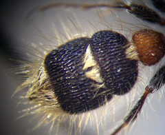 Apterogyna volgensis