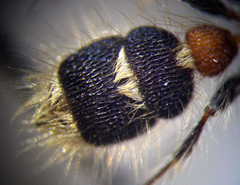 Apterogyna volgensis