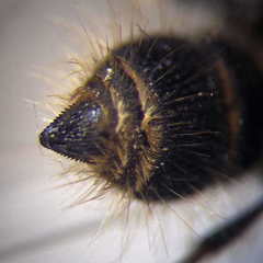 Apterogyna volgensis