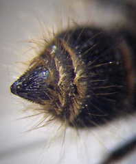 Apterogyna volgensis