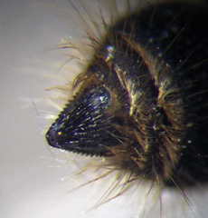 Apterogyna volgensis