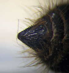 Apterogyna volgensis