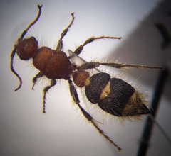 Apterogyna volgensis