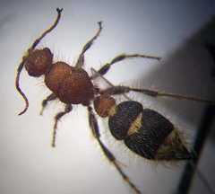 Apterogyna volgensis