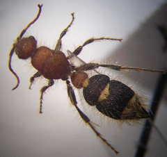 Apterogyna volgensis