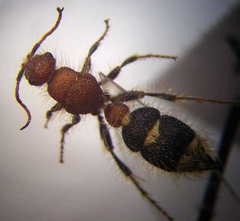 Apterogyna volgensis