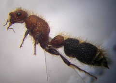 Apterogyna volgensis