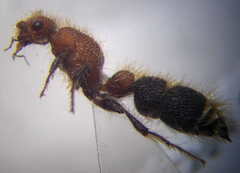 Apterogyna volgensis