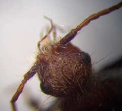 Apterogyna volgensis