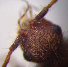 Apterogyna volgensis