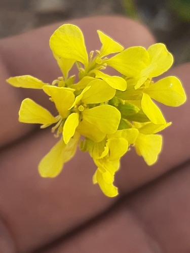 Rapistrum rugosum iNat (1)