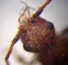 Apterogyna volgensis