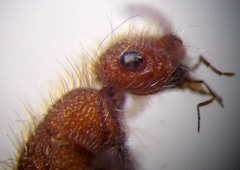 Apterogyna volgensis