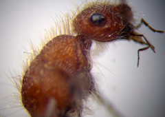 Apterogyna volgensis